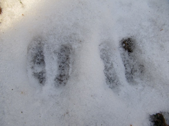 BERGlesTour: Familien-Wanderung im Winterwald