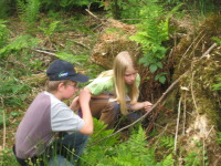 Der Schatz im Tannwald