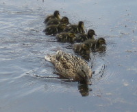 Ebniseepiraten - Wasser Marsch!